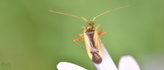 Adelphocoris suturalis