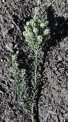 Phylica axillaris maritima