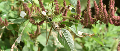 Acrida cinerea
