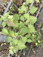 Solanum nigrum