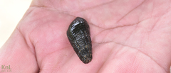 Semisulcospiridae
