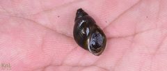 Semisulcospira libertina