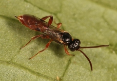 Dicaelotus montanus