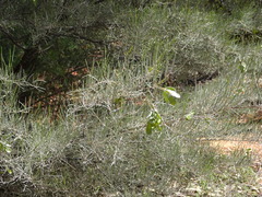 Acacia aneura