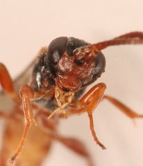Dicaelotus montanus
