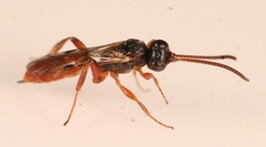 Dicaelotus montanus