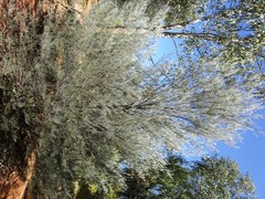 Acacia aneura