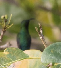 Eulampis holosericeus