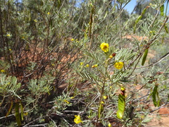 Senna artemisioides artemisioides