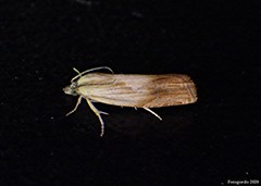 Eucosma umbrastriana