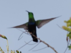 Eulampis holosericeus