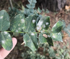 Erysiphe palczewskii