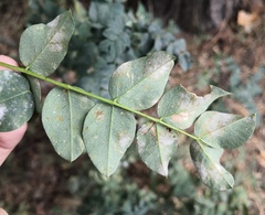 Erysiphe palczewskii