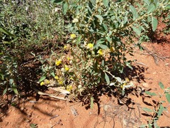 Rhodanthe tietkensii