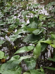 Ipomoea aquatica