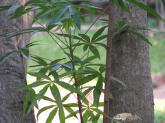 Pseudobombax ellipticum