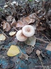 Pluteus cervinus cervinus