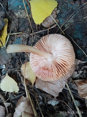Pluteus cervinus cervinus