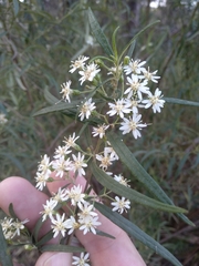 Olearia viscidula