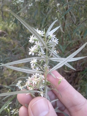Olearia viscidula