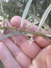 Olearia viscidula