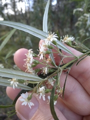 Olearia viscidula