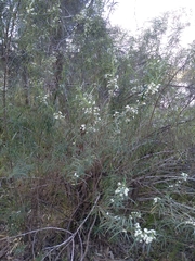 Olearia viscidula