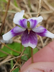 Viola banksii