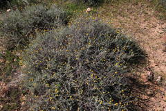 Pentzia