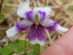Viola banksii
