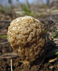 Morchella steppicola