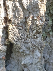 Felipes leucopellaeus