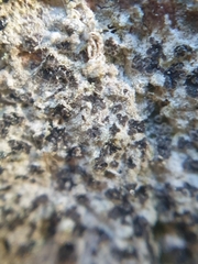 Felipes leucopellaeus