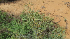 Hakea divaricata