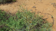 Hakea divaricata