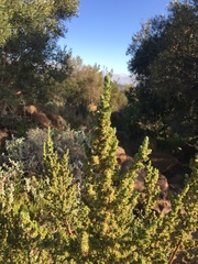 Cliffortia polygonifolia