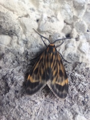 Eucereon phaeoprocta