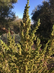 Cliffortia polygonifolia