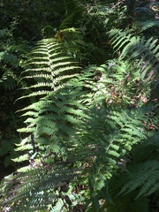 Deparia