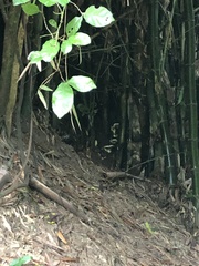 Trimeresurus macrops