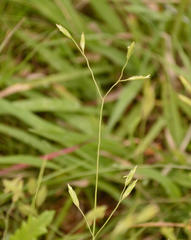 Poaceae