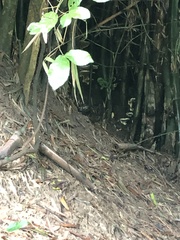 Trimeresurus macrops