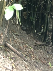 Trimeresurus macrops