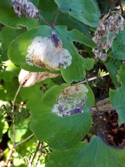 Phytomyza aquilegiae