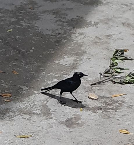 Rüppell's Starling
