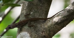 Anolis roquet caracoli