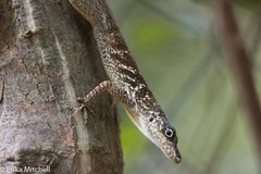 Anolis roquet caracoli