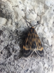 Eucereon phaeoprocta