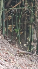 Trimeresurus macrops