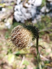 Cirsium carniolicum